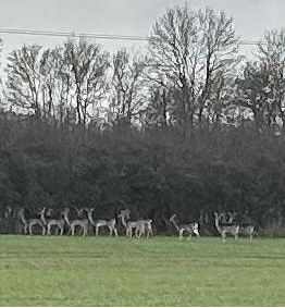 Field of deer